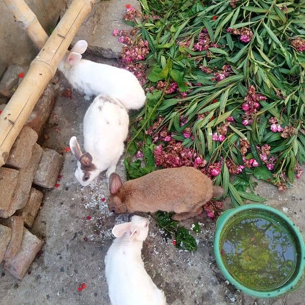 Rabbits for sale 4