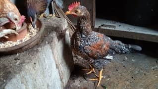 2 Cock 4 Hens
