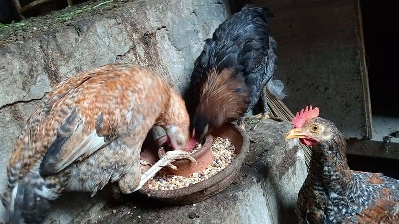 2 Cock 4 Hens 9