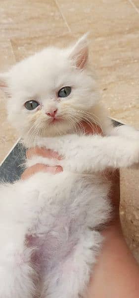 persian  kitten 2