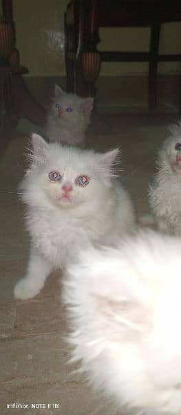 persian  kitten 4