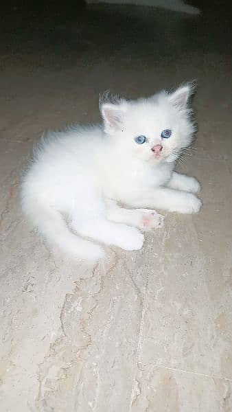persian  kitten 5