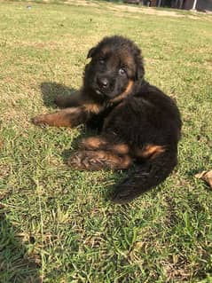 German Shepherd long coat female puppy available for