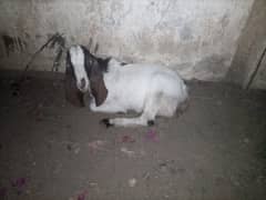 Goats Available for Qurbani