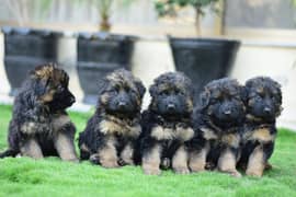 German Shepherd Long coat pups