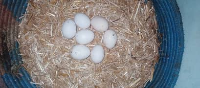 aseel eggs for sell or sath me pair be for sell hai