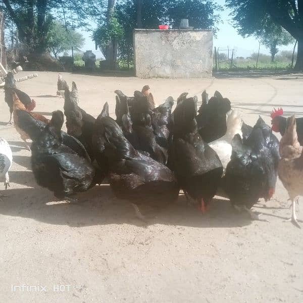 Australorp pure breed egg laying hen. 03235833235 3
