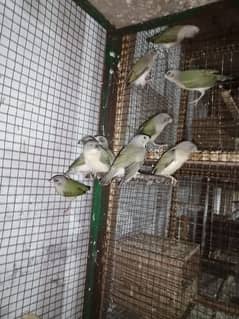 Common Goldian Finch Healthy Chick For Sale 20 piece