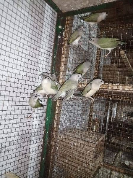 Common Goldian Finch Healthy Chick For Sale 20 piece 1