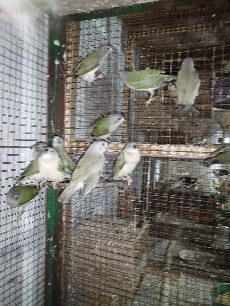 Common Goldian Finch Healthy Chick For Sale 20 piece 2