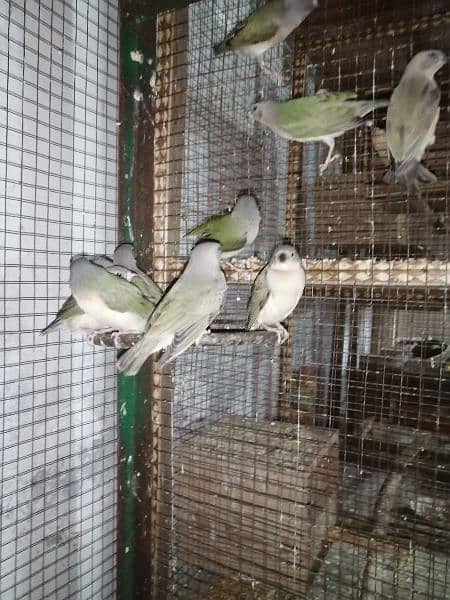 Common Goldian Finch Healthy Chick For Sale 20 piece 3