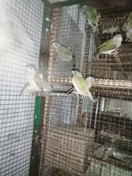 Common Goldian Finch Healthy Chick For Sale 20 piece 4