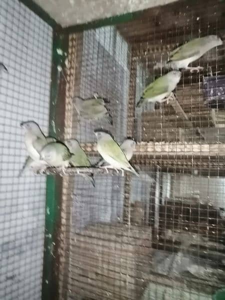Common Goldian Finch Healthy Chick For Sale 20 piece 5