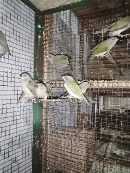 Common Goldian Finch Healthy Chick For Sale 20 piece 6