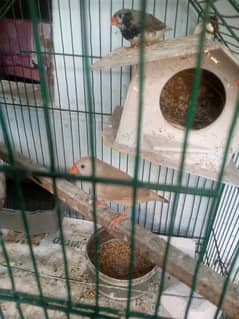 2b male and half orange femal finch