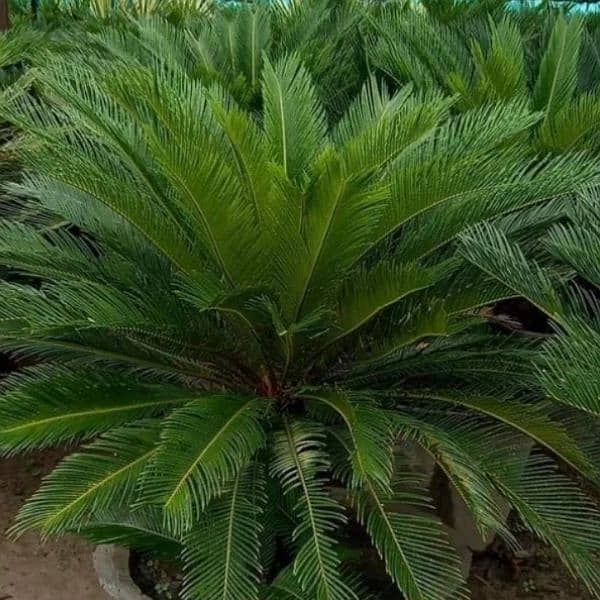 plantation krawny or plants buy krny k liye rabta Karen 6