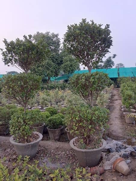 plantation krawny or plants buy krny k liye rabta Karen 9