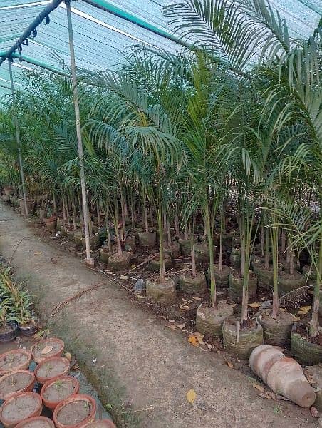 plantation krawny or plants buy krny k liye rabta Karen 12