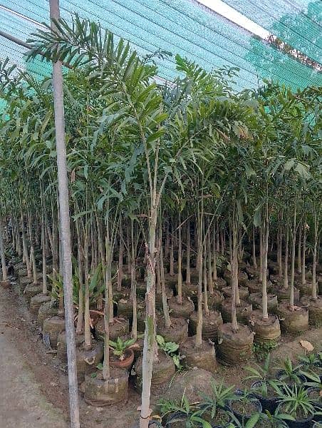 plantation krawny or plants buy krny k liye rabta Karen 13