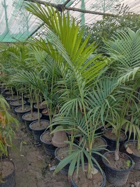 plantation krawny or plants buy krny k liye rabta Karen 14