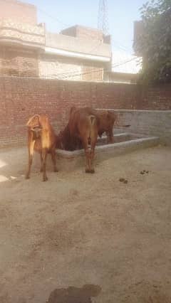 Qurbani Cow Bull Sahiwal cow heifer for sale