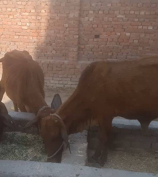 Qurbani Cow Bull Sahiwal cow heifer for sale 1