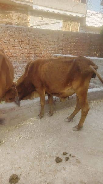 Qurbani Cow Bull Sahiwal cow heifer for sale 2