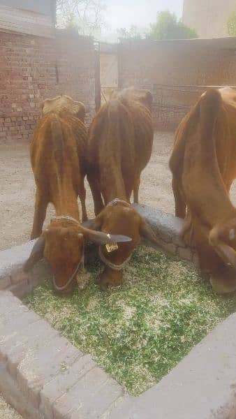 Qurbani Cow Bull Sahiwal cow heifer for sale 3