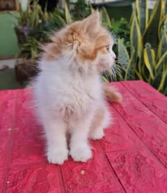 Female kitten available triple coated