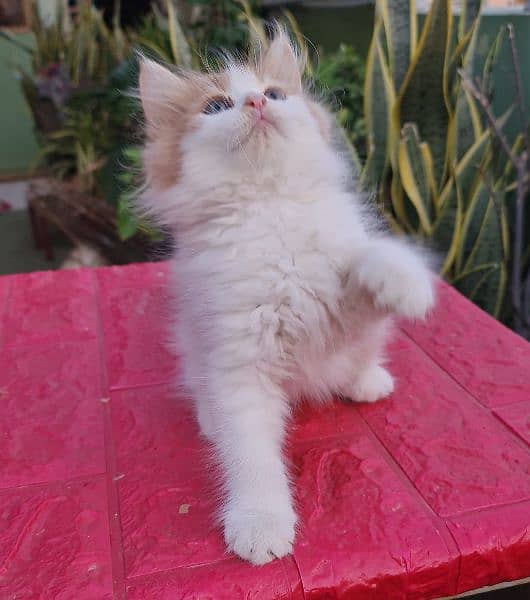 Persian cat/Persian kittens/triple coated/punch face/ 1