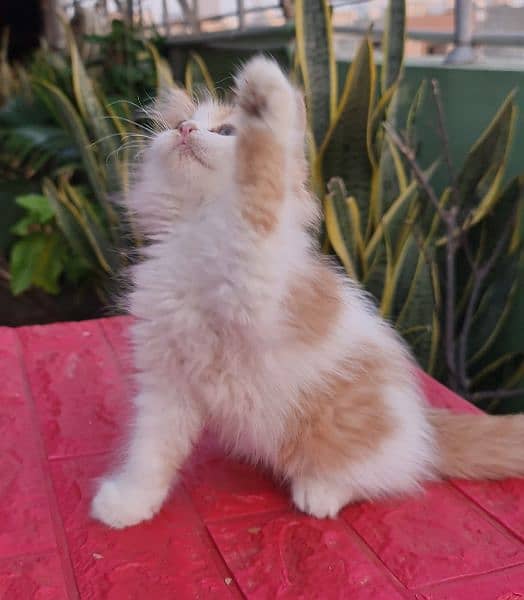 Persian cat/Persian kittens/triple coated/punch face/ 2