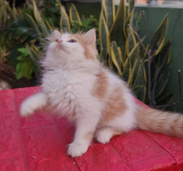 Persian cat/Persian kittens/triple coated/punch face/ 3