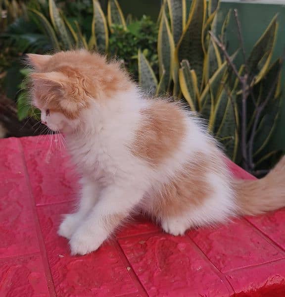 Persian cat/Persian kittens/triple coated/punch face/ 4