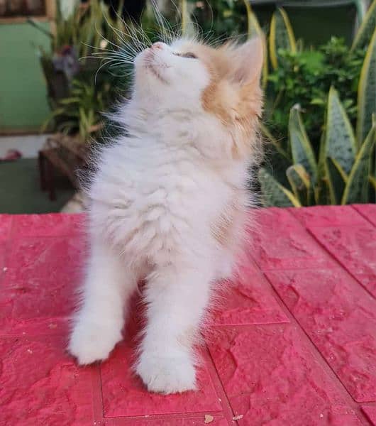 Persian cat/Persian kittens/triple coated/punch face/ 5