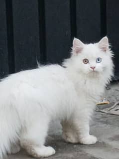 Persian kitten, Triple coated, Different Colored eye