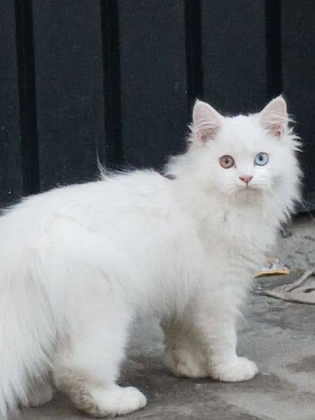 Persian kitten, Triple coated, Different Colored eye 0