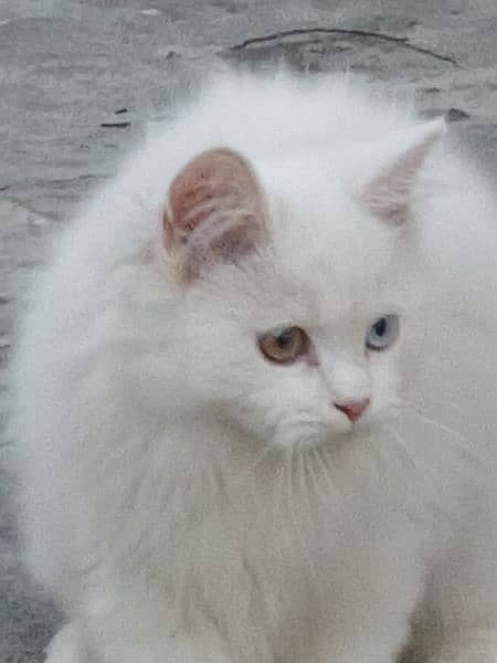 Persian kitten, Triple coated, Different Colored eye 1