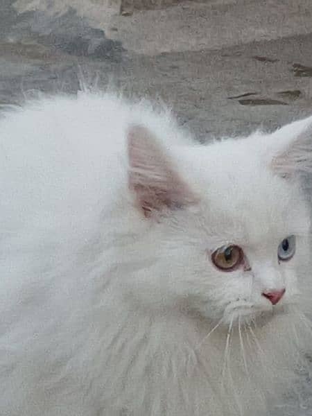 Persian kitten, Triple coated, Different Colored eye 2