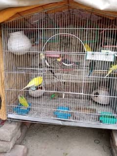 10 pice Australian parrot one pair cocktail with cage
