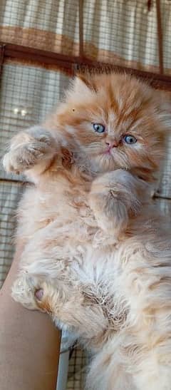 Pure Persian | Kitten | Male & Female Cats|