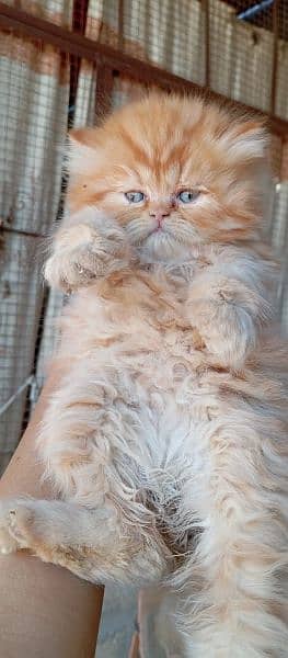 Pure Persian | Kitten | Male & Female Cats| 1