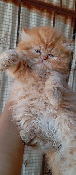 Pure Persian | Kitten | Male & Female Cats| 2