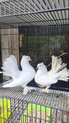 Big Size English Fantail Breeder Pigeons 0