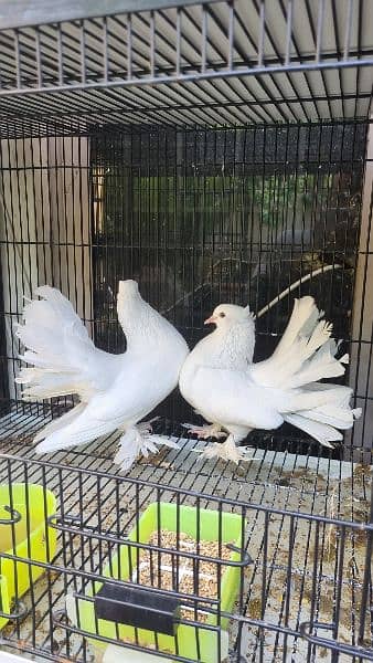Big Size English Fantail Breeder Pigeons 5