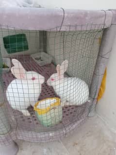 Baby Rabbits for Sale 0