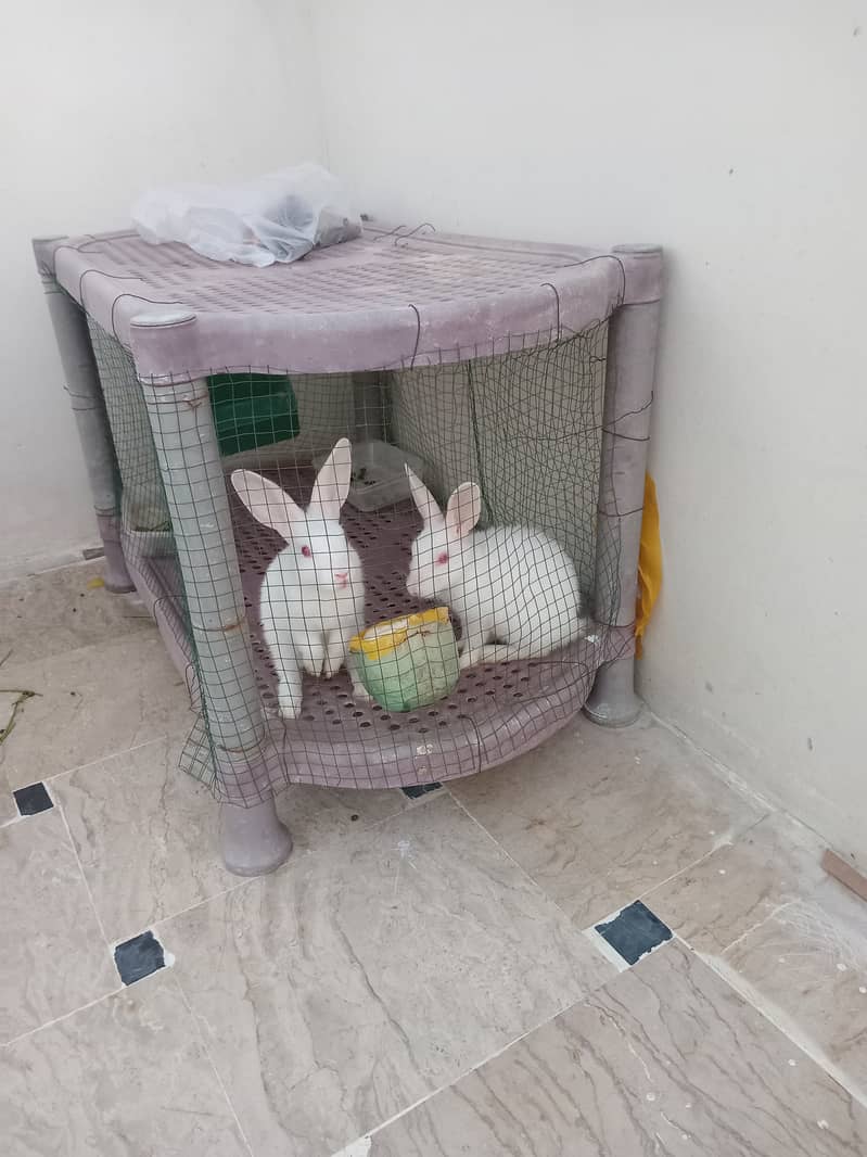 Baby Rabbits for Sale 1