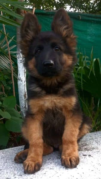 German Shepherd Pups 3