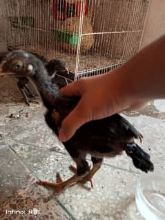 Shamo Cross chicks For sale Age 34 days
