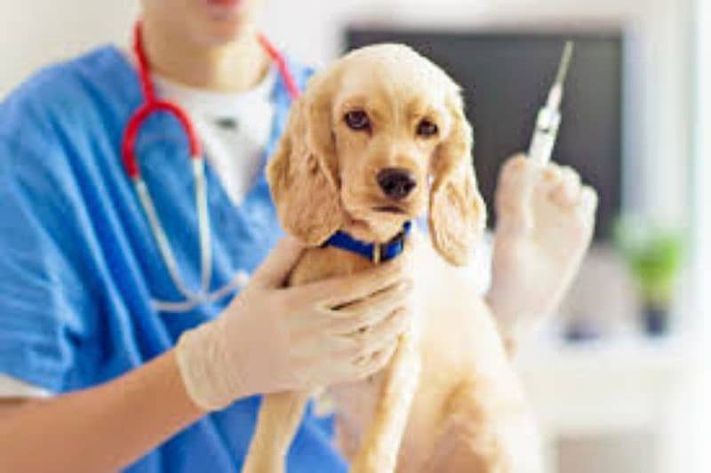Pets vaccines and Dewormering 0