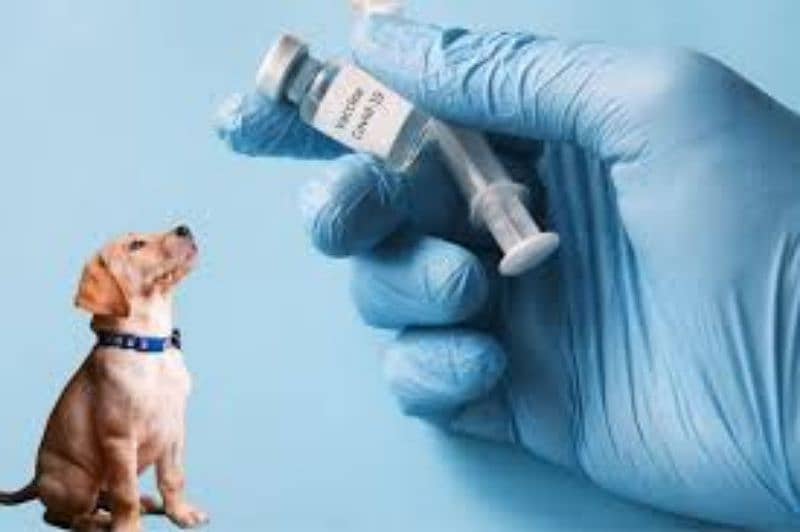 Pets vaccines and Dewormering 1